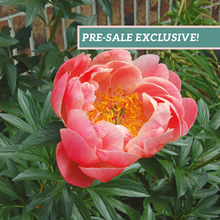 Load image into Gallery viewer, Peony 'Coral Sunset'