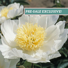 Load image into Gallery viewer, Peony 'Corto White'