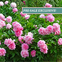 Load image into Gallery viewer, Peony 'Dr. Alexander Fleming'