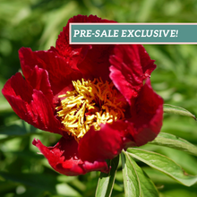 Load image into Gallery viewer, Peony 'Early Scout'