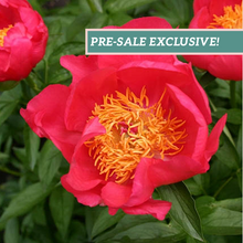 Load image into Gallery viewer, Peony 'Flame'