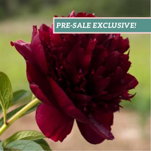 Load image into Gallery viewer, Peony 'Happy Maroon'