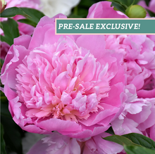 Load image into Gallery viewer, Peony 'Heidi'