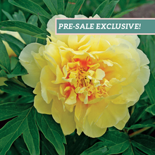 Load image into Gallery viewer, Peony 'Itoh Bartzella'