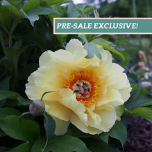 Load image into Gallery viewer, Peony 'Itoh Garden Treasure'