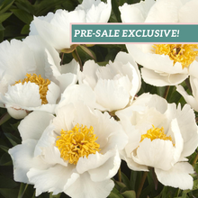 Load image into Gallery viewer, Peony 'Krinkled White