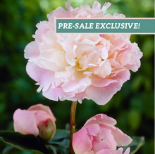 Load image into Gallery viewer, Peony 'Lady Alexandra Duff'