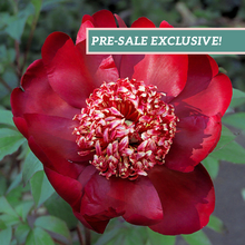Load image into Gallery viewer, Peony 'Nippon Beauty'