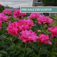 Load image into Gallery viewer, Peony 'Paula Fay'