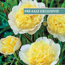 Load image into Gallery viewer, Peony 'Primevere'