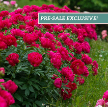 Load image into Gallery viewer, Peony 'Red Sarah Bernhardt'