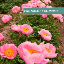 Load image into Gallery viewer, Peony 'Roselette'