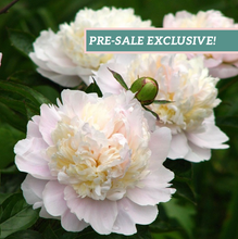 Load image into Gallery viewer, Peony 'Shirley Temple'