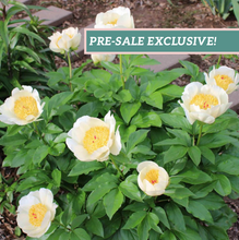 Load image into Gallery viewer, Peony 'Silver Dawn Mix'