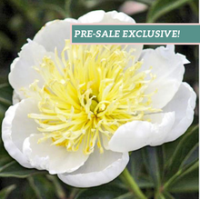 Load image into Gallery viewer, Peony 'White Sands'