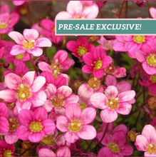Load image into Gallery viewer, Saxifraga Touran™ 'Pink'