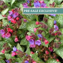 Load image into Gallery viewer, Pulmonaria 'Dark Vader'