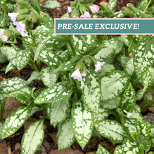 Load image into Gallery viewer, Pulmonaria 'Moonshine'