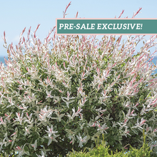 Load image into Gallery viewer, Salix 'Hakuro Nishiki'