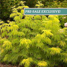 Load image into Gallery viewer, Sambucas 'Lemony Lace'