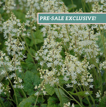 Load image into Gallery viewer, Tiarella 'Brandywine'