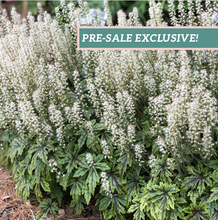 Load image into Gallery viewer, Tiarella 'Cutting Edge'