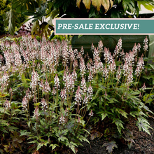 Load image into Gallery viewer, Tiarella 'Sugar & Spice'