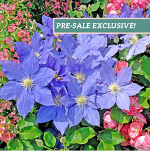 Load image into Gallery viewer, Clematis 'H. F. Young'