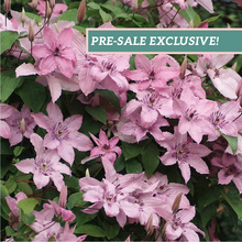 Load image into Gallery viewer, Clematis 'Hagley Hybrid'
