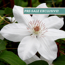 Load image into Gallery viewer, Clematis 'Henryi'