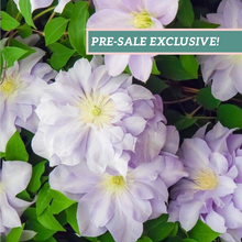 Load image into Gallery viewer, Clematis 'Louise Rowe'