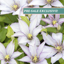 Load image into Gallery viewer, Clematis 'Samaritan Jo'