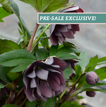 Load image into Gallery viewer, Helleborus 'Dashing Groomsmen'