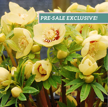 Load image into Gallery viewer, Helleborus 'Golden Sunrise'