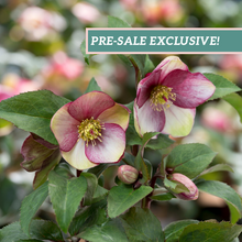 Load image into Gallery viewer, Helleborus 'Ice N' Roses Dark Picotee'