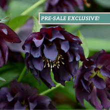 Load image into Gallery viewer, Helleborus 'Onyx Odyssey'