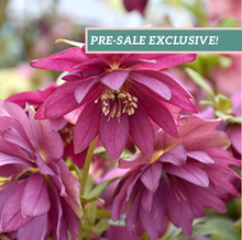 Load image into Gallery viewer, Helleborus 'Red Sapphire'