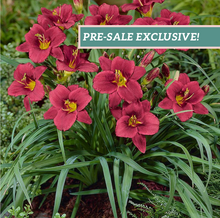 Load image into Gallery viewer, Daylily 'Pardon Me'