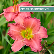 Load image into Gallery viewer, Daylily 'Passionate Returns'