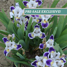 Load image into Gallery viewer, German Iris 'Bitty Beauty'