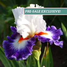 Load image into Gallery viewer, German Iris 'Gypsy Lord'
