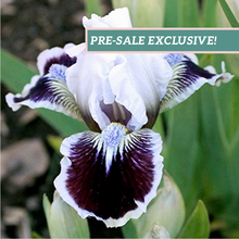 Load image into Gallery viewer, German Iris 'Puddy Tat'