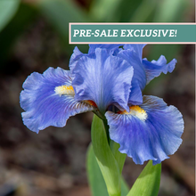 Load image into Gallery viewer, German Iris 'Sky of Blue'