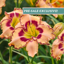 Load image into Gallery viewer, Daylily 'King of Ages'
