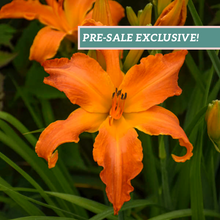 Load image into Gallery viewer, Daylily 'Primal Scream'