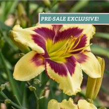 Load image into Gallery viewer, Daylily 'Star of the North'