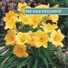 Load image into Gallery viewer, Daylily 'Stella de Oro'