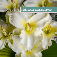 Load image into Gallery viewer, Daylily 'Sunday Gloves'