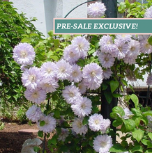 Load image into Gallery viewer, Clematis 'Belle of Woking'