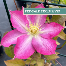 Load image into Gallery viewer, Clematis 'Asao'